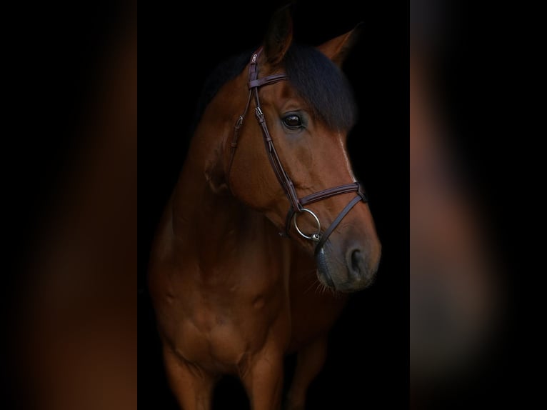 Westfaal Ruin 10 Jaar Bruin in Leur
