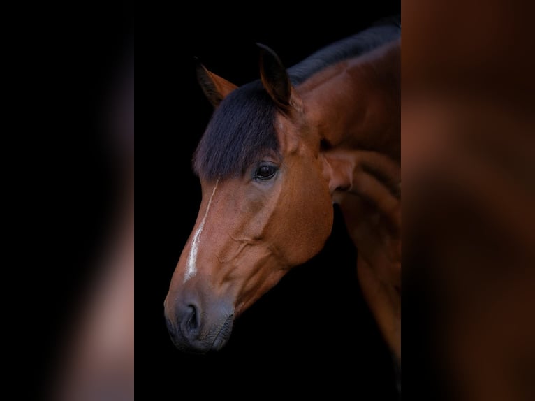 Westfaal Ruin 10 Jaar Bruin in Leur