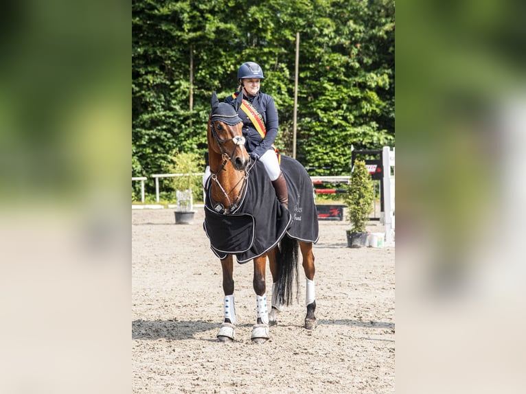 Westfaal Ruin 11 Jaar 160 cm Bruin in Witten