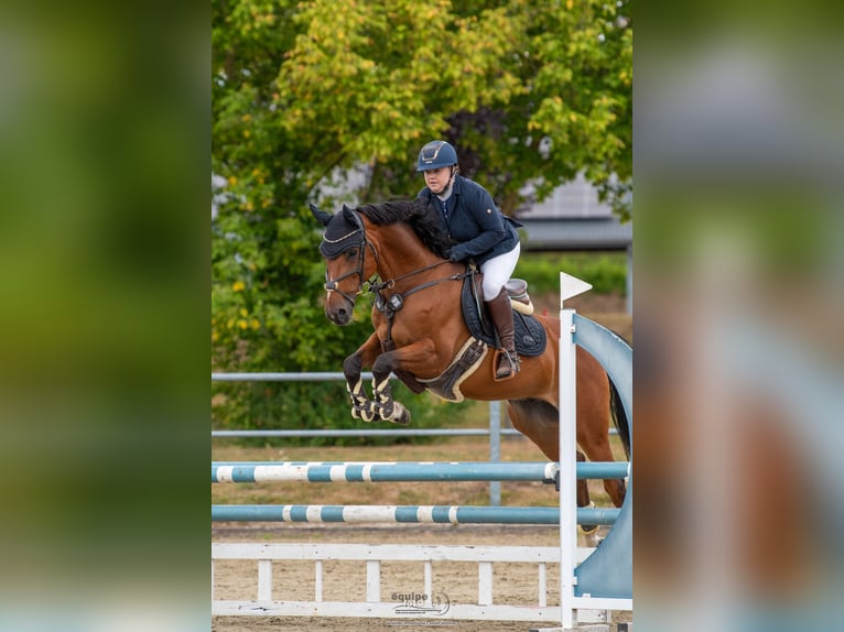 Westfaal Ruin 11 Jaar 160 cm Bruin in Witten