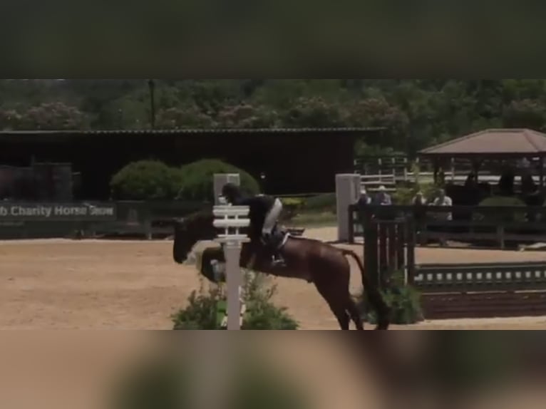 Westfaal Ruin 11 Jaar 163 cm Bruin in Bad Kreuznach