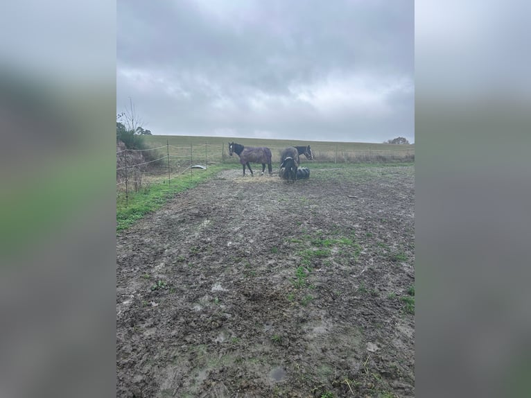 Westfaal Ruin 11 Jaar 163 cm Donkerbruin in Schmitten