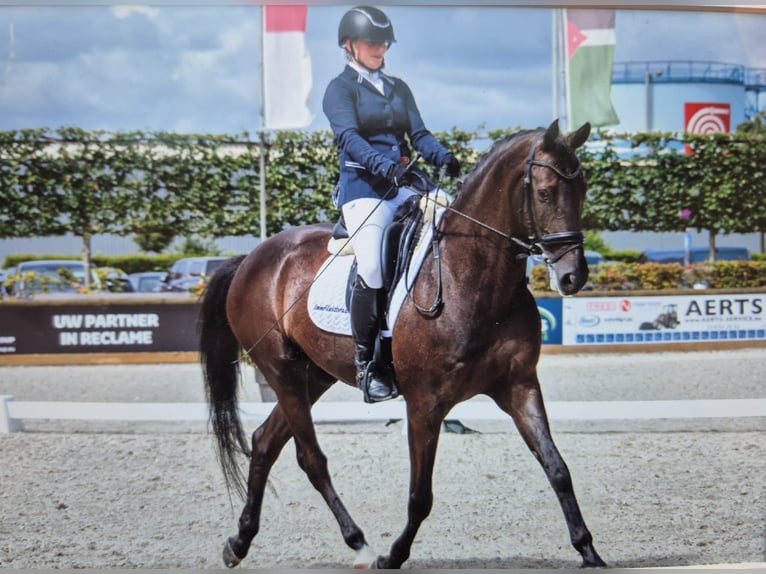 Westfaal Ruin 11 Jaar 167 cm Zwartbruin in Olenolen
