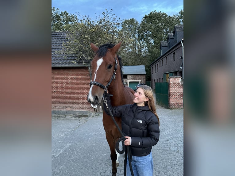 Westfaal Ruin 11 Jaar 168 cm Bruin in Neuss