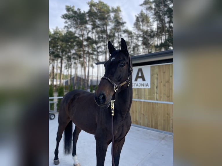 Westfaal Ruin 11 Jaar 168 cm Roodbruin in Smogorzów