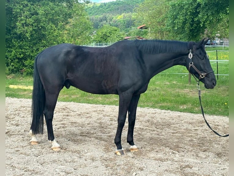 Westfaal Ruin 11 Jaar 170 cm Zwart in Breuberg