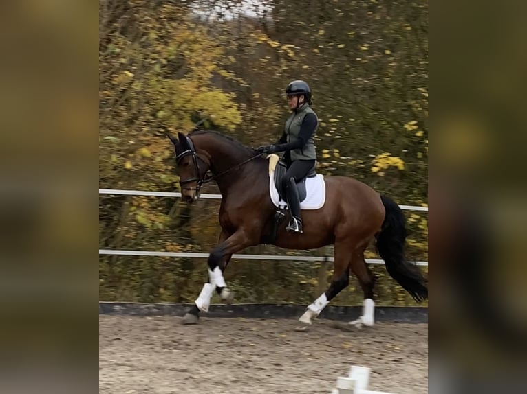 Westfaal Ruin 11 Jaar 171 cm Bruin in Brunn