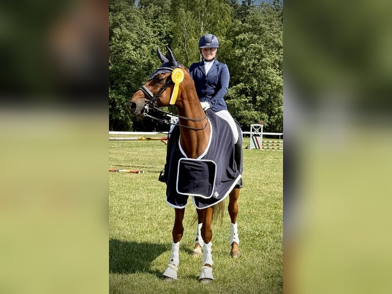 Westfaal Ruin 11 Jaar 172 cm Vos in Jengen