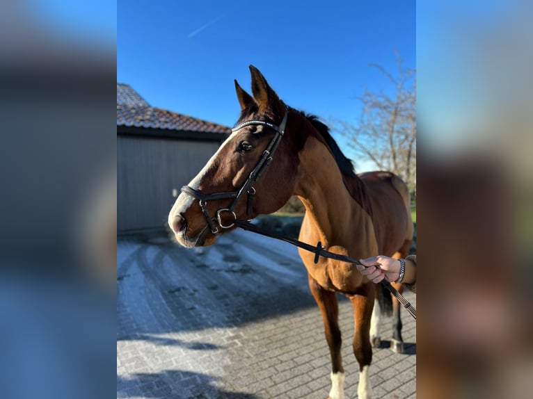 Westfaal Ruin 11 Jaar 173 cm Bruin in Hechingen