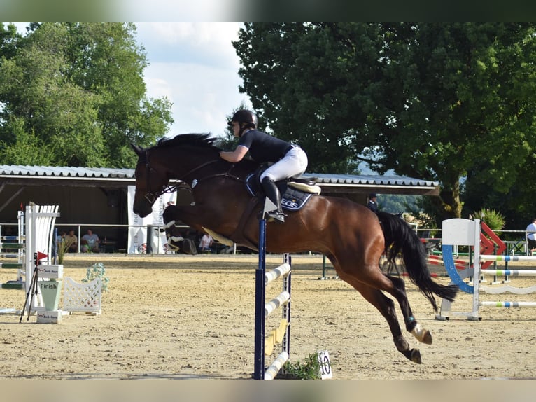 Westfaal Ruin 11 Jaar 173 cm Bruin in Dornburg