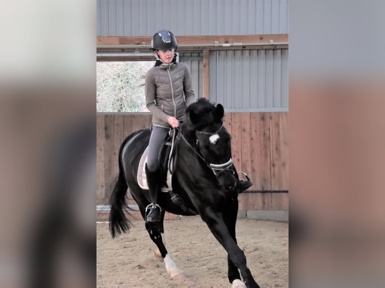 Westfaal Ruin 11 Jaar 174 cm Zwart in Bielefeld