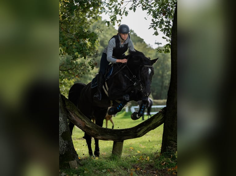 Westfaal Ruin 11 Jaar 174 cm Zwart in Senden