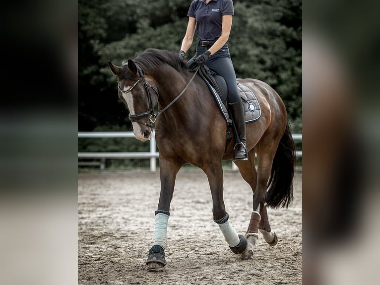 Westfaal Ruin 11 Jaar 175 cm Bruin in Schlangen