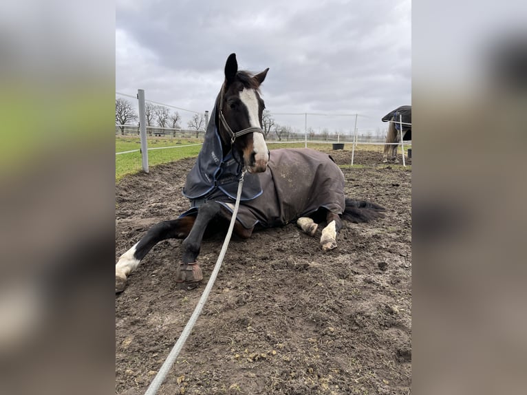 Westfaal Ruin 11 Jaar 175 cm Bruin in Schlangen