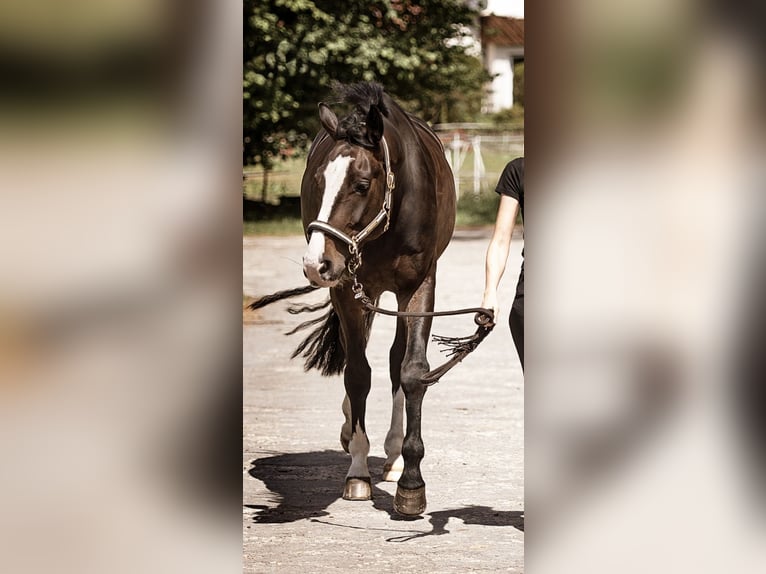 Westfaal Ruin 11 Jaar 175 cm Bruin in Schlangen