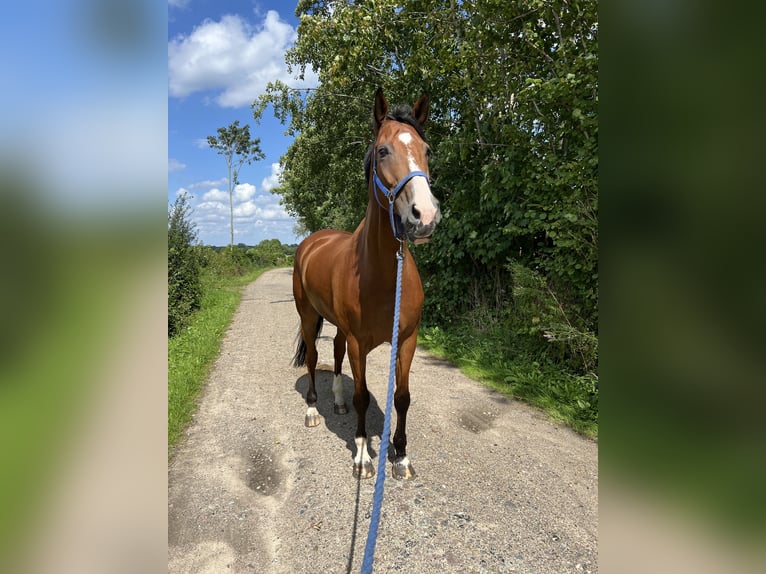 Westfaal Ruin 11 Jaar 182 cm Bruin in L&#xFC;beck