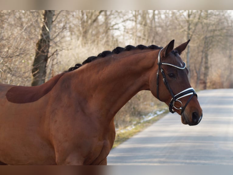 Westfaal Ruin 12 Jaar 169 cm Bruin in Gleichen