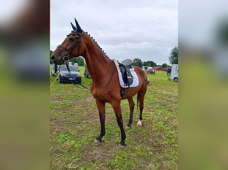 Westfaal Ruin 12 Jaar 170 cm Lichtbruin in Rosendahl