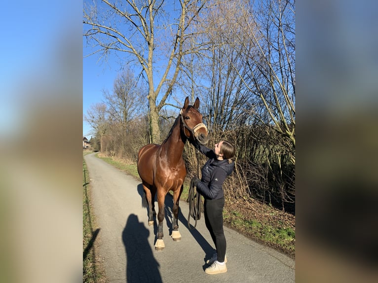 Westfaal Ruin 12 Jaar 172 cm Bruin in B&#xFC;ren