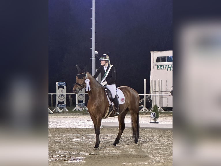 Westfaal Ruin 12 Jaar 172 cm Bruin in B&#xFC;ren