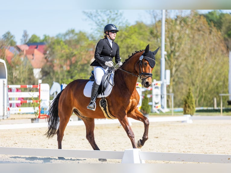 Westfaal Ruin 12 Jaar 172 cm Bruin in B&#xFC;ren