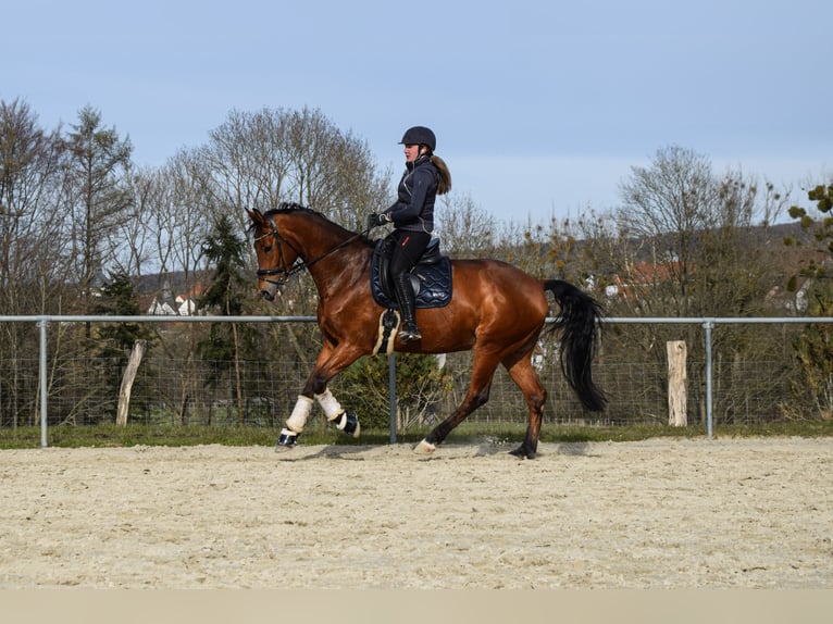 Westfaal Ruin 12 Jaar 172 cm Bruin in B&#xFC;ren