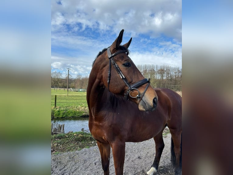 Westfaal Ruin 12 Jaar 172 cm Donkerbruin in Nettetal