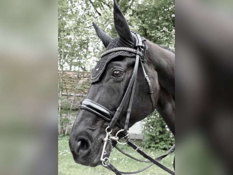 Westfaal Ruin 12 Jaar 173 cm Zwart in Karlsfeld