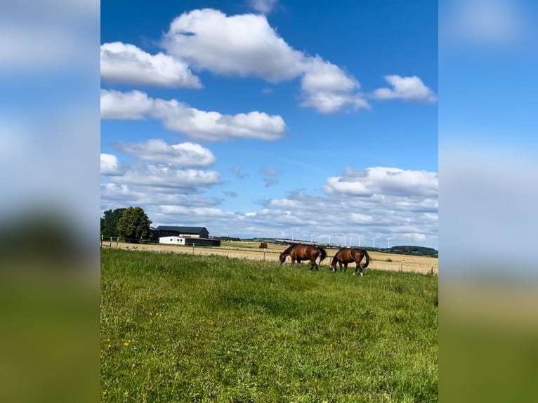 Westfaal Ruin 12 Jaar 180 cm Bruin in Mechernich