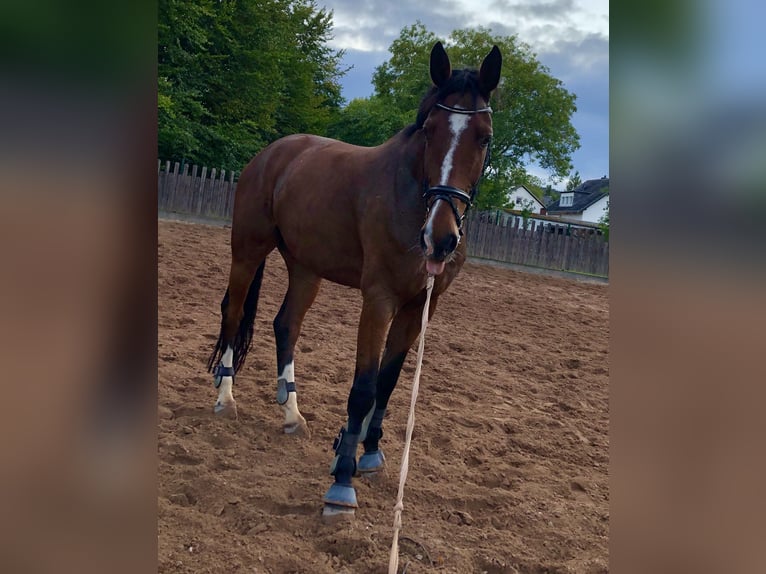 Westfaal Ruin 12 Jaar 180 cm Bruin in Mechernich