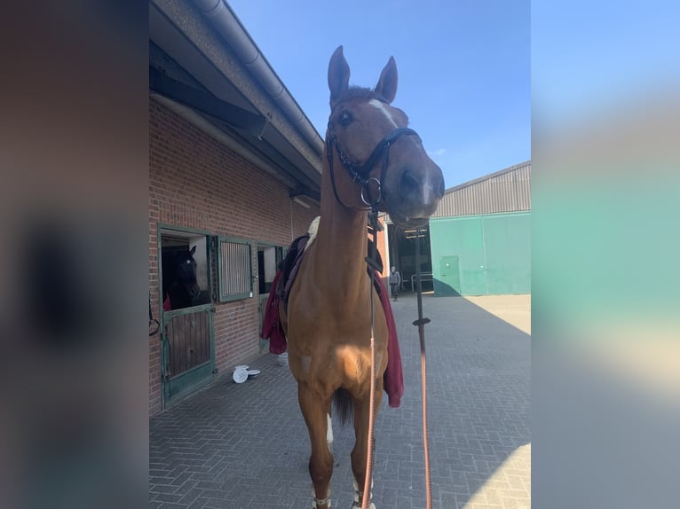 Westfaal Ruin 12 Jaar 189 cm Donkere-vos in Grevenbroich