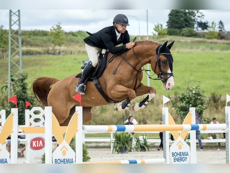 Westfaal Ruin 13 Jaar 168 cm Bruin in zduchovice