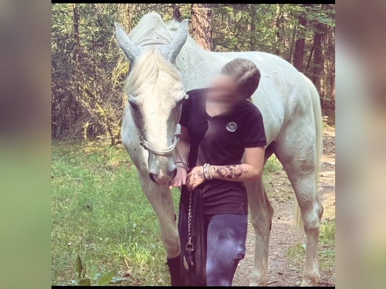 Westfaal Ruin 13 Jaar 170 cm Vliegenschimmel in Illschwang