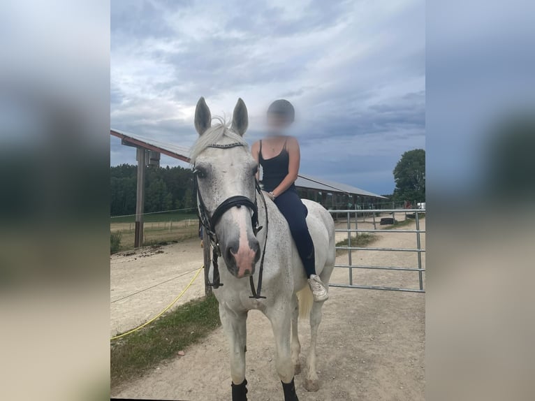 Westfaal Ruin 13 Jaar 170 cm Vliegenschimmel in Illschwang