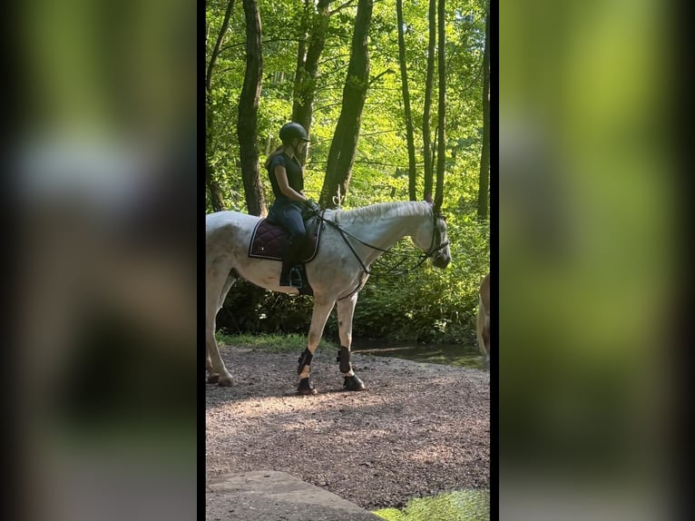 Westfaal Ruin 13 Jaar 170 cm Vliegenschimmel in Illschwang