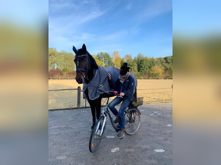 Westfaal Ruin 13 Jaar 174 cm Bruin in Melle