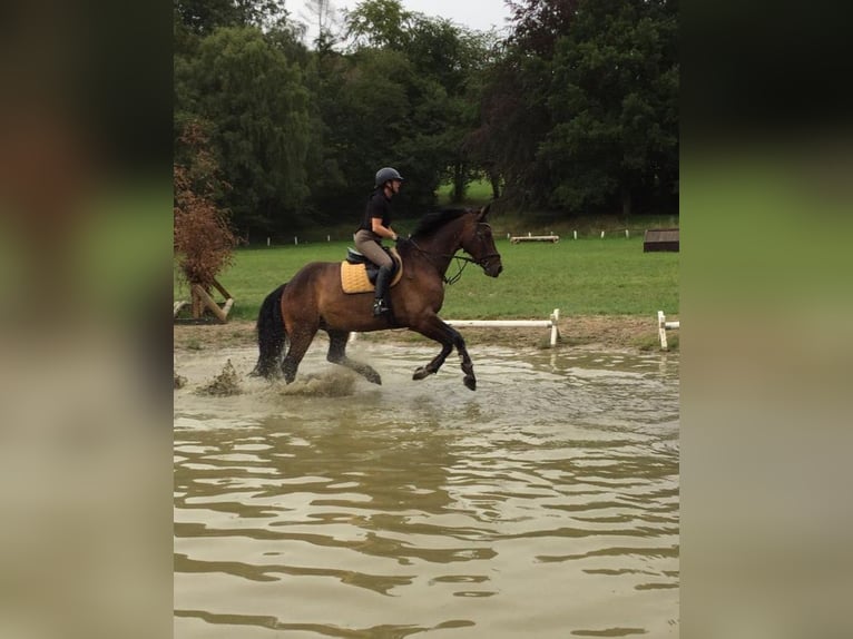 Westfaal Ruin 13 Jaar 174 cm Bruin in Melle