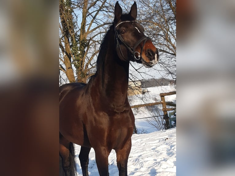Westfaal Ruin 13 Jaar 174 cm Bruin in Melle