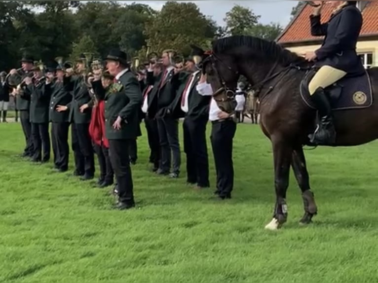 Westfaal Ruin 13 Jaar 174 cm Bruin in Melle