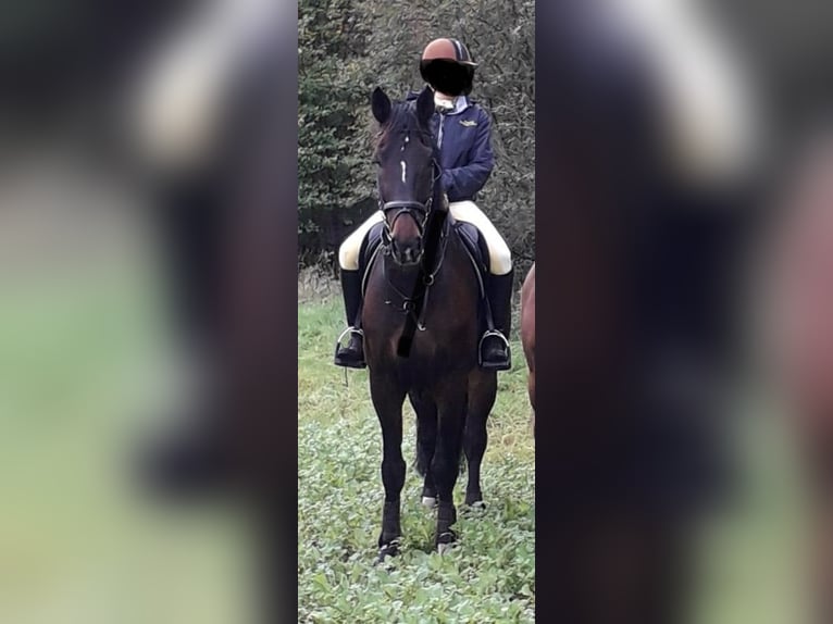 Westfaal Ruin 13 Jaar 174 cm Bruin in Melle