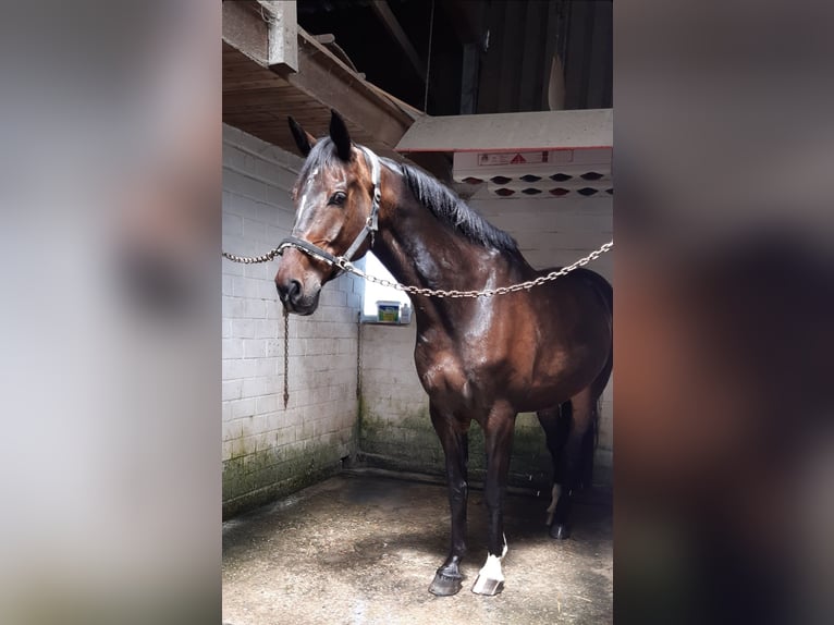 Westfaal Ruin 13 Jaar 174 cm Bruin in Melle