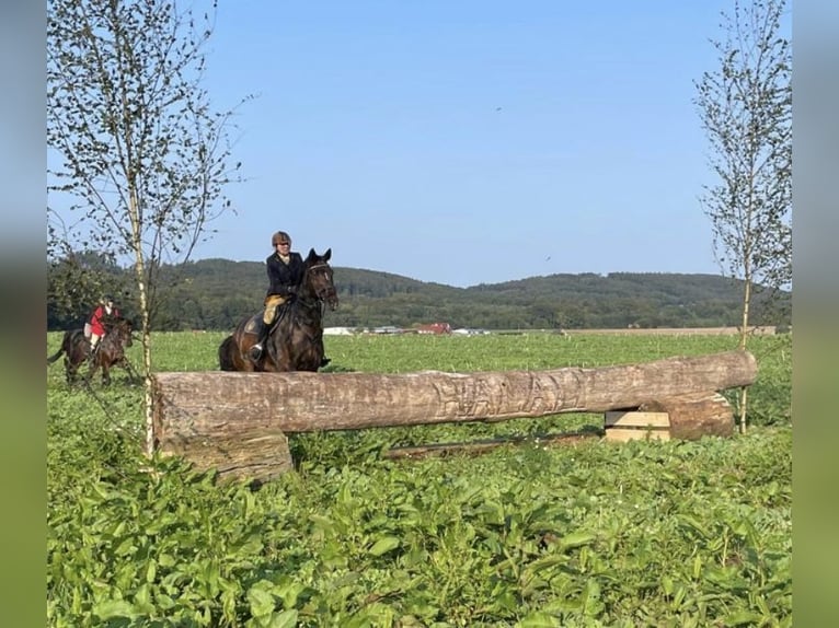 Westfaal Ruin 13 Jaar 174 cm Bruin in Melle
