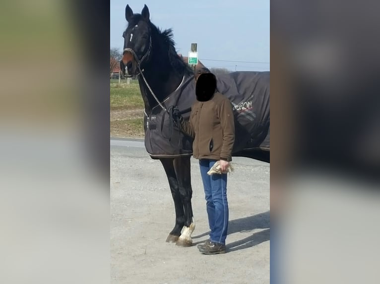 Westfaal Ruin 13 Jaar 174 cm Bruin in Melle
