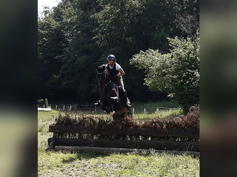 Westfaal Ruin 13 Jaar 174 cm Bruin in Melle