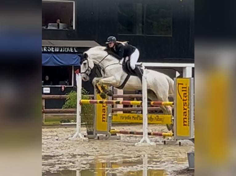 Westfaal Ruin 13 Jaar 175 cm Schimmel in Harsewinkel