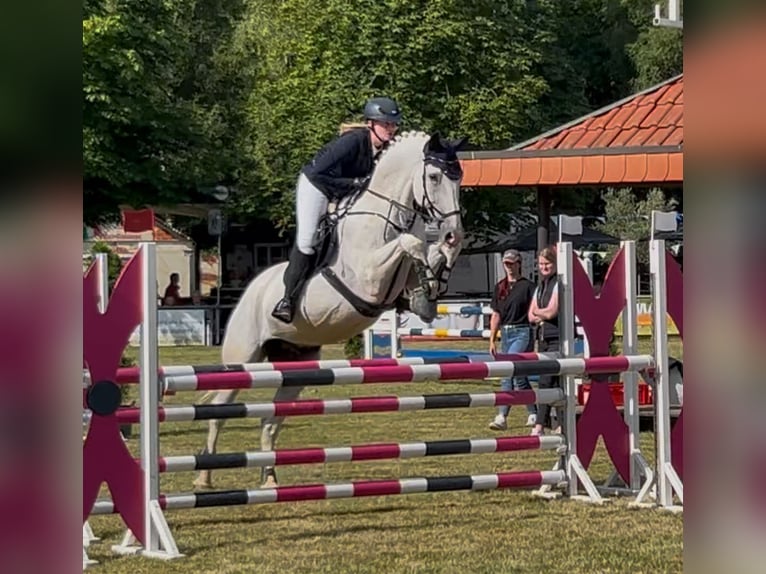 Westfaal Ruin 13 Jaar 175 cm Schimmel in Harsewinkel