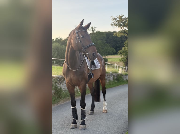 Westfaal Ruin 13 Jaar 180 cm Donkerbruin in OerlinghausenOerlinghausen