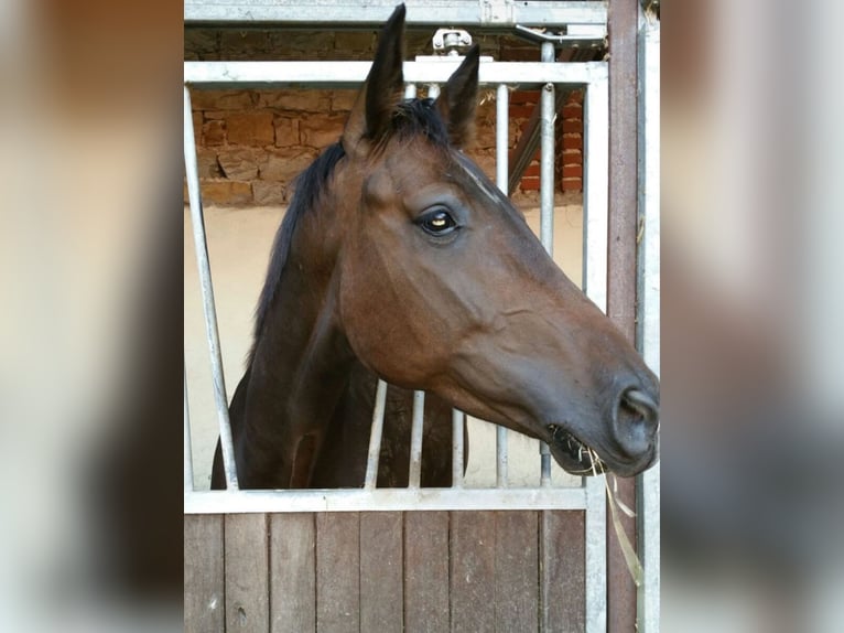 Westfaal Ruin 14 Jaar 164 cm Bruin in Pinneberg