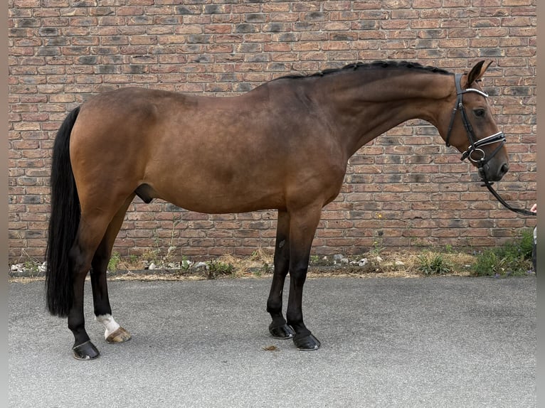 Westfaal Ruin 14 Jaar 164 cm Donkerbruin in Niederkassel