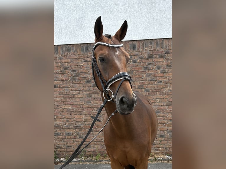 Westfaal Ruin 14 Jaar 164 cm Donkerbruin in Niederkassel